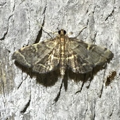 Anageshna primordialis