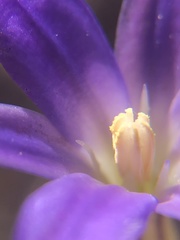 Brodiaea filifolia