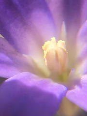 Brodiaea filifolia