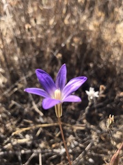Brodiaea filifolia