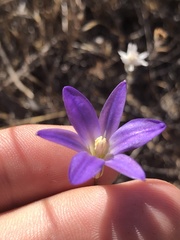 Brodiaea filifolia