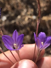 Brodiaea filifolia