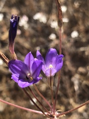 Brodiaea filifolia