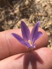 Brodiaea filifolia