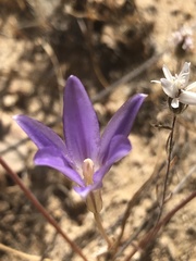 Brodiaea filifolia