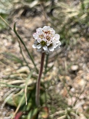 Micranthes rhomboidea