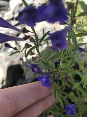 Scutellaria angustifolia angustifolia