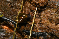 Euconulidae