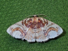 Astygisa circularia