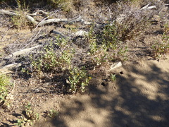 Helianthus gracilentus