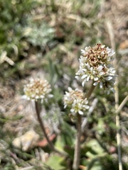 Micranthes rhomboidea