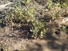 Helianthus gracilentus