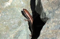 Concinnia brachysoma