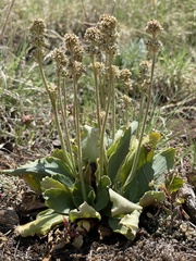 Micranthes rhomboidea