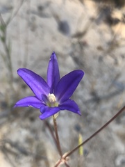 Brodiaea filifolia