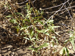 Helianthus gracilentus