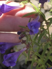 Scutellaria angustifolia angustifolia