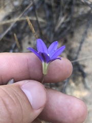 Brodiaea filifolia