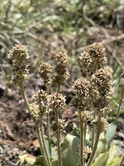 Micranthes rhomboidea