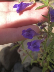 Scutellaria angustifolia angustifolia