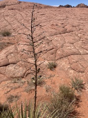 Yucca utahensis