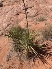 Yucca utahensis