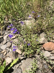Scutellaria angustifolia angustifolia