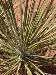 Yucca utahensis