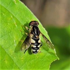 Parhelophilus flavifacies