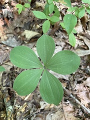 Isotria verticillata