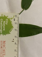 Dichanthelium commutatum commutatum