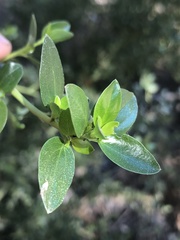 Ceanothus pendletonensis