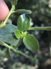 Ceanothus pendletonensis