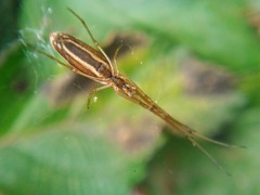 Tetragnatha