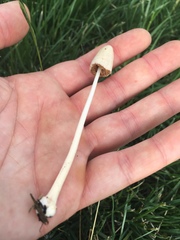 Conocybe apala image