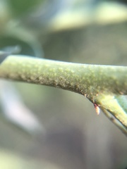 Ceanothus pendletonensis