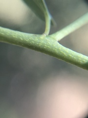 Ceanothus pendletonensis