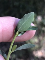 Ceanothus pendletonensis