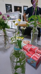 Erigeron philadelphicus