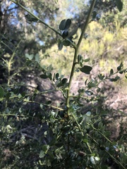 Ceanothus pendletonensis