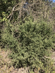 Ceanothus pendletonensis
