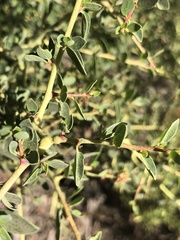 Ceanothus pendletonensis