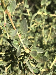 Ceanothus pendletonensis