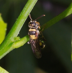 Hymenoptera
