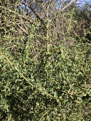 Ceanothus pendletonensis