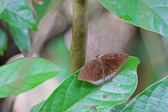 Tanaecia whiteheadi