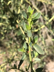 Ceanothus pendletonensis