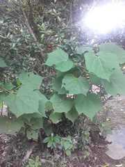 Heliocarpus americanus