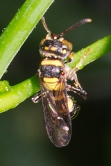 Hymenoptera