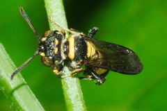 Hymenoptera